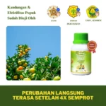 Pupuk Ritrina angle Buah – YT